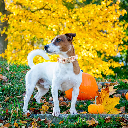 Elegant Little Tail Dog Collar, Halloween Adjustable Collar for Small Medium Large Dogs with Quick Release Buckle (XS,