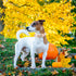 Elegant Little Tail Dog Collar, Halloween Adjustable Collar for Small Medium Large Dogs with Quick Release Buckle (XS,