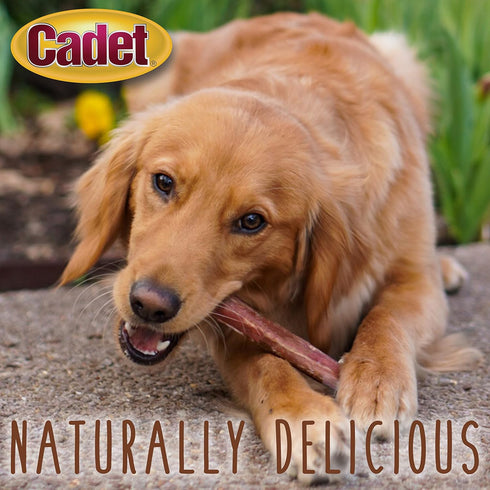 10 Count Cadet Bully Sticks for Large Dogs, All-Natural Beef Pizzle, Rawhide-Free Long-Lasting Dog Chews for Aggressive