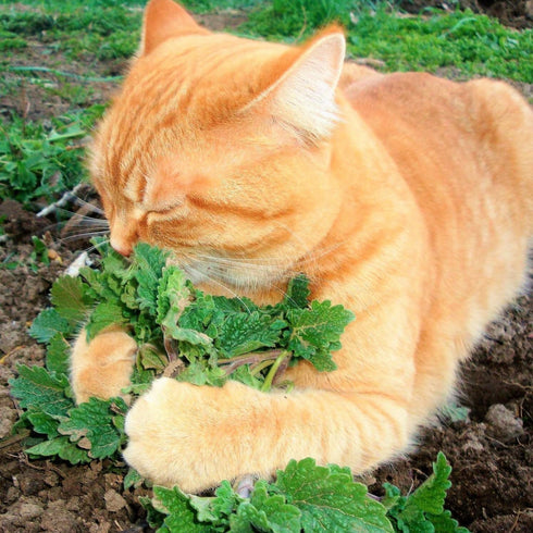 TomorrowSeeds - Catnip Seeds - 3000+ Count - for 2026 Planting Nepeta