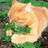 TomorrowSeeds - Catnip Seeds - 3000+ Count - for 2026 Planting Nepeta