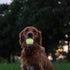 Harry Barker Rubber Balls and Chew Stick, 2.5" Glow Balls, Rubber Bone for Dogs