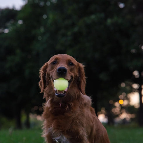 Harry Barker Rubber Balls and Chew Stick - 3" Glow Rubber Bone for Dogs
