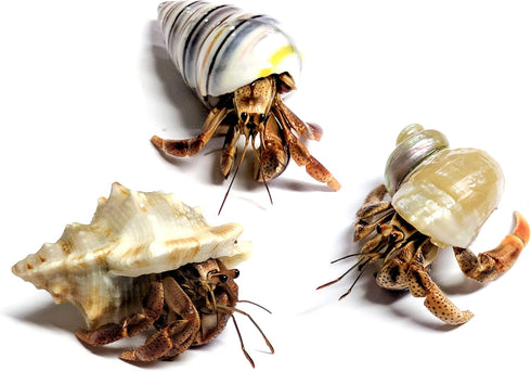 Store 3 Live Hermit Crabs Shipped Now-with Premium Hermit Crab Shells: Land Crabs