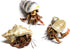 Store 3 Live Hermit Crabs Shipped Now-with Premium Hermit Crab Shells: Land Crabs