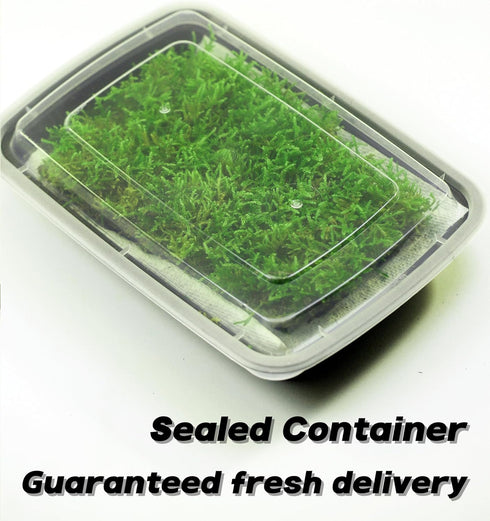 Generic Pack 2 Live Moss Duo Varieties Mixed Moss for Reptile Terrariums, Amphibian Habitats, Bonsai, Vivariums