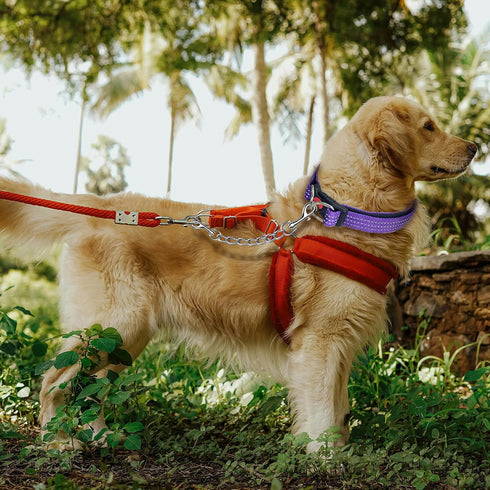 Dog Collar Backup Strap, Harness to Collar Safety Clip, Metal Stainless Steel Chain Leash Safety Attachment (8 Inches)