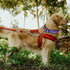 Dog Collar Backup Strap, Harness to Collar Safety Clip, Metal Stainless Steel Chain Leash Safety Attachment (8 Inches)