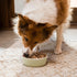 95% 13.5oz Open Farm, Freeze Dried Raw Dog Food, Morsels with Meat, Organs & Bone, Organic Produce & Superfoods