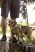 Dingo Dog Lead Do Not Pet Leash for Puppies, Training, Working, Service, Emotional Support, Yellow Dog Leash M 15363