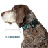 Buckle-Down Plastic Clip Collar - The Jungle Book 8-Character Group, Greens, 1" Wide, Fits 9-15" Neck, Small