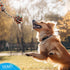 Dog Outdoor Bungee Hanging Toy - Blue Interactive Tree Tug Toy with Metal Spring Kit & 2 Rope Toys