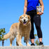 ARK NATURALS Gray Muzzle Old Dogs! Happy Joints! - 90 Soft Chews with Glucosamine, Orange