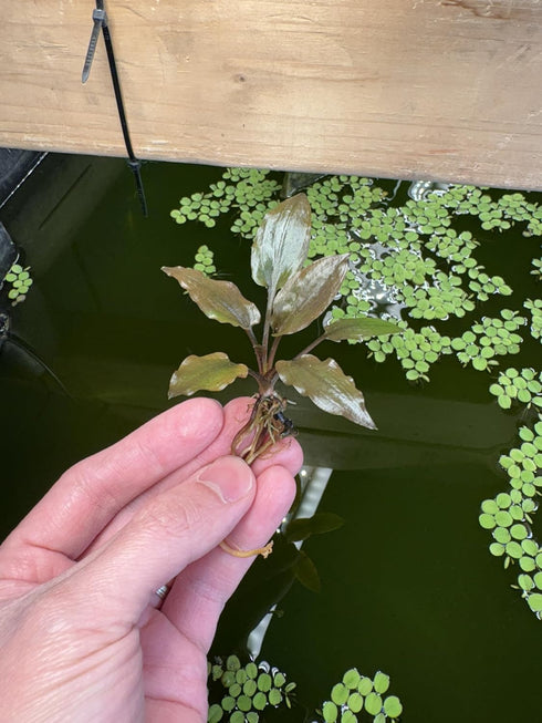 Generic 3 Pack, Cryptocoryne wendtii Red Live Aquarium Plants, Indoor Aquatic Plant