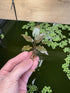 Generic 3 Pack, Cryptocoryne wendtii Red Live Aquarium Plants, Indoor Aquatic Plant