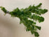 3X Marcus Fish Tanks - Green Cabomba Caroliniana Live Aquarium Plants for Aquatic Freshwater Fish Tank