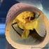 Plecoceramics Medium Size Pleco Cave Breeding Ceramic Decoration for Fish Tank