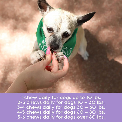 Recommended 90 Count Ark Naturals Gray Muzzle Brain's Best Friend Vet Soft Chews for Cognitive Issues Associated
