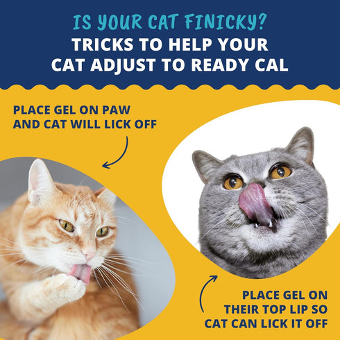100cc 10 7 100cc) Under The Weather Pet | Ready Cal for Cats | High Calorie Supplement | Cat Weight Gainer and High
