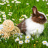 8 Pcs Small Animals Play Balls - Rolling Activity Chew Toys for Rabbits Guinea Pigs Chinchilla Bunny Natural Balls