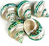 5PC Green Turbo Banded Shells, Hermit Crab Supplies for Decor, 1.5"~2" Inch