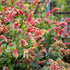 2 5 Inches Shrimp Live Plants, Shrimp Plant Live, Justica Brandegeana Plant from Tall Seedling