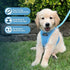 Best Pet Supplies No Pull Harness for Small, Medium Dogs, Cats - All Weather Mesh, Reflective, Baby Blue, M