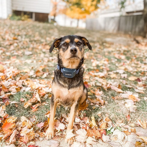 PetSafe Audible Bark Dog Collar, Humanely Stop Barking, Alternative to Static Shock No Bark Collar, 10 Levels of Safe