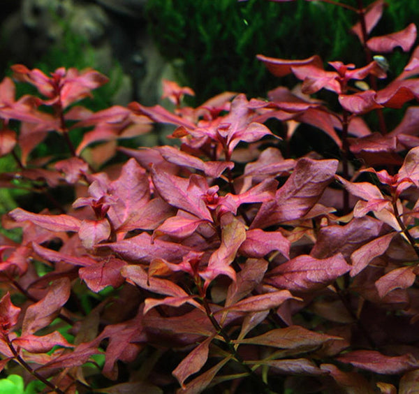 New Ludwigia sp. Mini 'Super Red' Live Aquarium Freshwater Plants Rare Repens