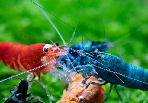 AQUATICBLENDEDFOODS A109 8oz) Super Freshwater Shrimp Food,Calcium,Spirulina,Crayfish & Snail Mix,Cherry Shrimp,Bottom