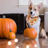 Pohshido 2 Pack Dog Thanksgiving Bandana, Reversible Triangle Bibs for Small Medium Large Dogs, Fall Pumpkin Turkey