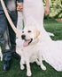 Soft Cotton Dog Leash - 5 Ft Heavy Duty Corduroy with Gold Metal Hook for Small Medium Large Dogs (White)