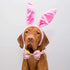 Easter Day Dog Collar with Bow Tie - Holiday Bunny Carrot Collar for Small Medium Large Dogs (Hoppy Hour/Pink, Medium)