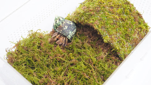 Begeterday 2QT 8 Inch Hermit Crab Cage, Hermit Crab Starter Kit with Tank and Substrate and a Hideout