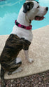 Max and Neo Nylon Martingale Collar, We Donate a Collar to a Dog Rescue for Every Collar Sold (SMALL, RED)
