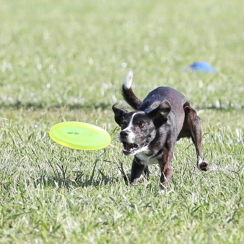 Hyperflite Pup Jawz Dog Flying Disc, 7 Inch, Puncture Resistant, Competition Approved
