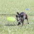 Hyperflite Pup Jawz Dog Flying Disc, 7 Inch, Puncture Resistant, Competition Approved
