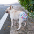 3 Pack WWD02XS CuteBone Washable Dog Diapers Female No Tail Hole Reusable Doggie Period Training Pants for Docked-Tail