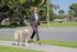 Shed Defender 5 ft. Standard Dog Leash, Three Padded Traffic Handles, Heavy Duty Reflective Stitching for Large and