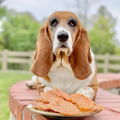 Chicken Jerky - Dog Treats Made in USA, 1 Ingredient USDA Grade A Chicken Breast, 8 Ounces