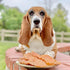 Chicken Jerky - Dog Treats Made in USA, 1 Ingredient USDA Grade A Chicken Breast, 8 Ounces