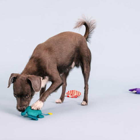 Fringe Studio Plush Dog Toy Set, Any Fin is Possible, Small 3 Piece Pet Shop Collection (662084)