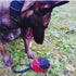 Dingo Gear Dog Tug Ball, 4" for Strong Tugger, Bite Training, Fun, Red S02780