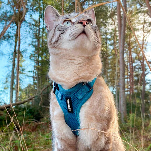 Best Pet Supplies Voyager Step-in Lock Adjustable Cat Harness with Leash Combo Set, Turquoise, XXS, 5ft Neoprene Handle