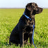 Hamilton Adjustable Nylon Dog Collar for Small Medium Large Dogs, Teal, 5/8" Wide x 12-18" Neck