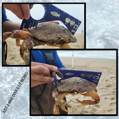Fishernomics Crab Gauge - Blue & Silver Crab Ruler, Measuring Tool for Dungeness Crab, Rock Crab and Blue Crab