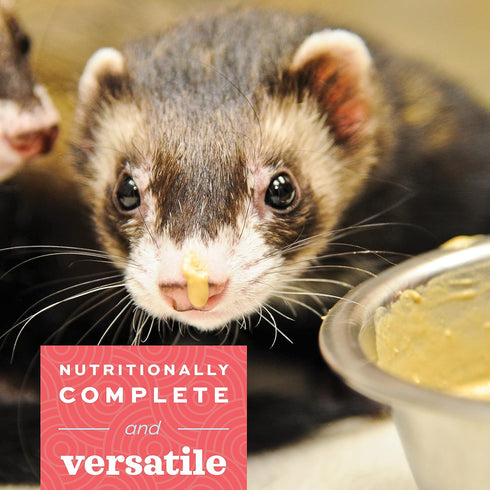 70 Oxbow Critical Care Carnivore, Made with Whole Egg & Dried Chicken, Assist Feeding Formula for Carnivores, Cat