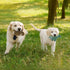 LEGEND SANDY Plush Squeaky Dog Toy Pack - 6 Cute Stuffed Chew Toys for Small & Medium Puppies