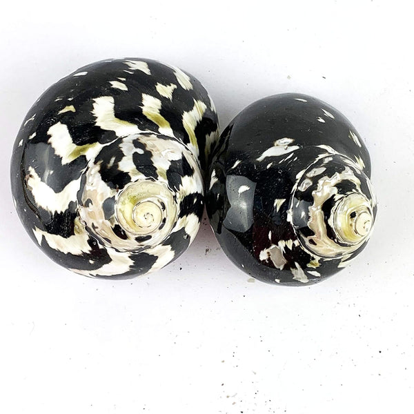 Worlds 2pc Turbo Shells,Polished Meg Pie Hermit Crab Shells 2" Inch-2-3/4 Inch