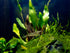 Swimming Creatures 10 Amano Premium High-Grade Caridina Freshwater Aquarium Shrimp Live